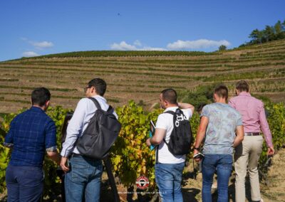 Photo des vignes de la Vallée de Douro