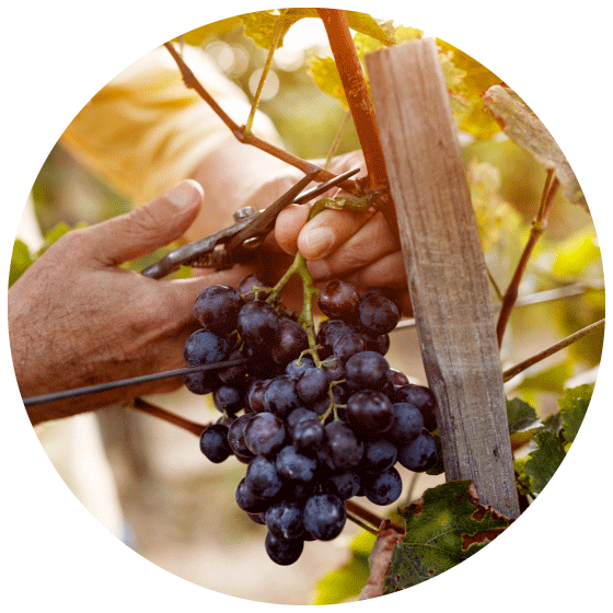 photo illustrant la profession récolte du raisin